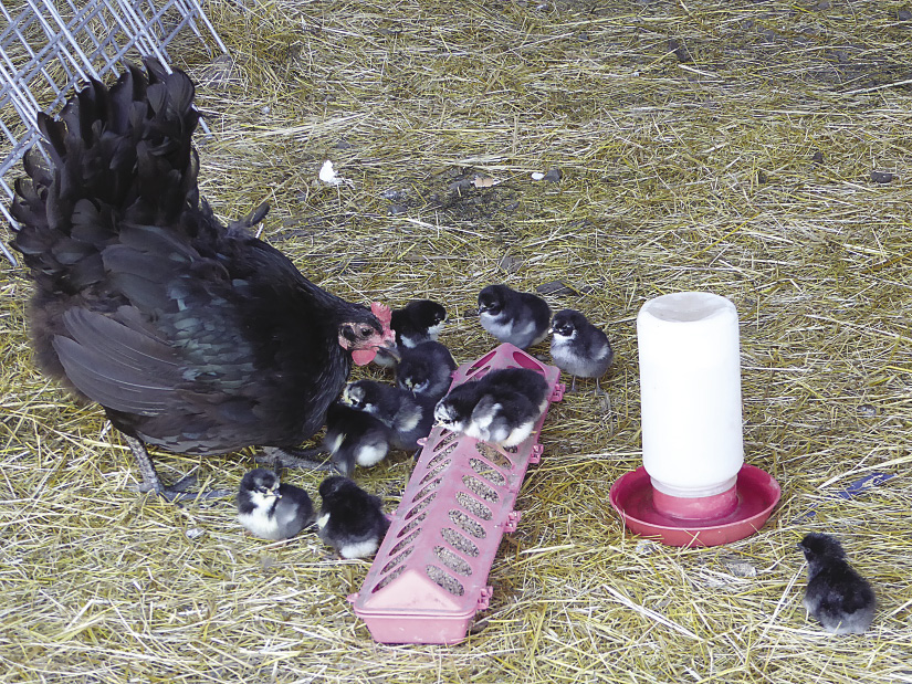 jersey giant chicken egg production