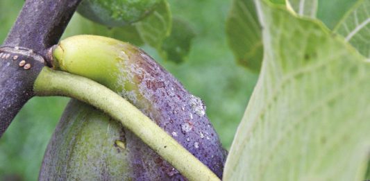 Fresh Figs