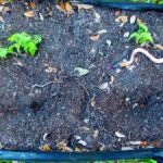 Crouch_Garden-tips_09-300×225