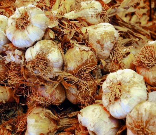 Ten Of The Most Nutritious Herbs