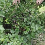 Black Currants_opt