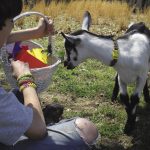 Insco_Newborn goats_35_opt