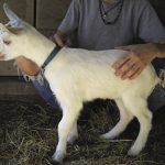 Insco_Newborn goats_36_opt
