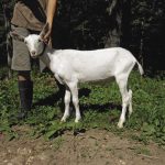 Insco_Newborn goats_43_opt