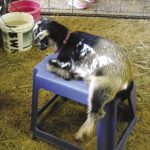 Insco_Newborn goats_45_opt