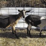 Insco_Newborn goats_49_opt
