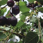 Saskatoons_opt