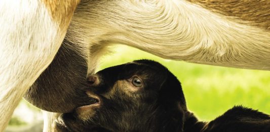 Off To A Good Start — Newborn Goats And The First Days Of Life