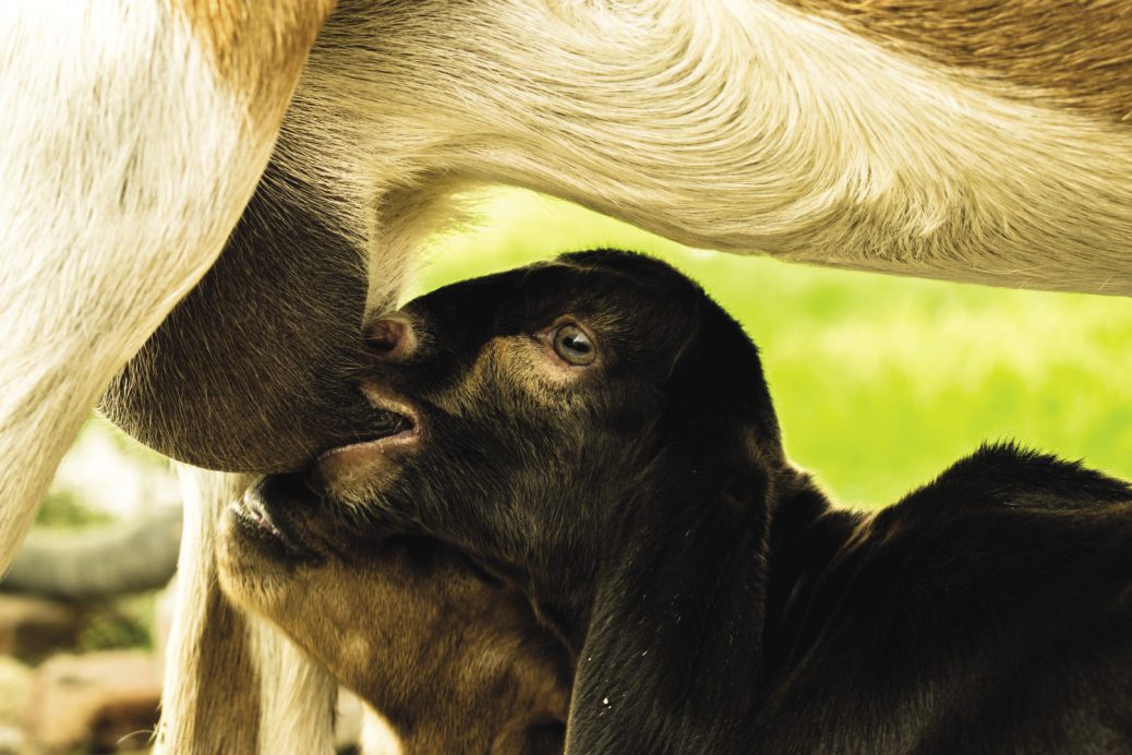 Newborn Goats and the First Days of Life — Off to a Good Start