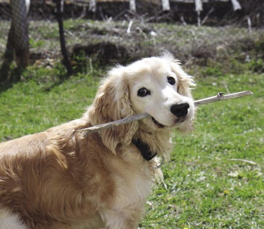 These Six Easy Tips Will Help Protect Your Dog’s Health