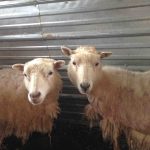 Kelley_rooing ewes – Copy