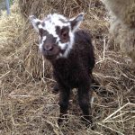 brown with white spots lamb – Copy