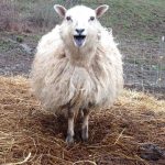 yearling ewe ready to shear