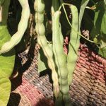 Clay_Beans_Crawford bean_2784