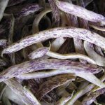Clay_Beans_Dragon tongue_9548