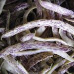 Clay_Beans_Dragon tongue_9548