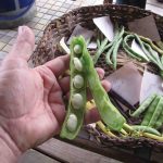 Clay_Beans_Folsom Indian Ruin_0693