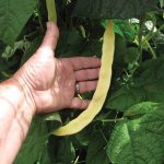 Clay_Beans_Gold Marie Vining_0615