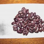 Clay_Beans_Mesabi_2411