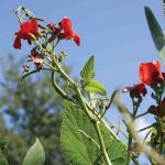 Clay_Beans_Scarlet Runner_2783