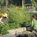 Country kids harvesting strawberries