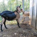 Insco_Goat buck_4737