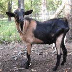 Insco_Goat buck_5224