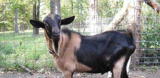 Managing the dairy goat buck