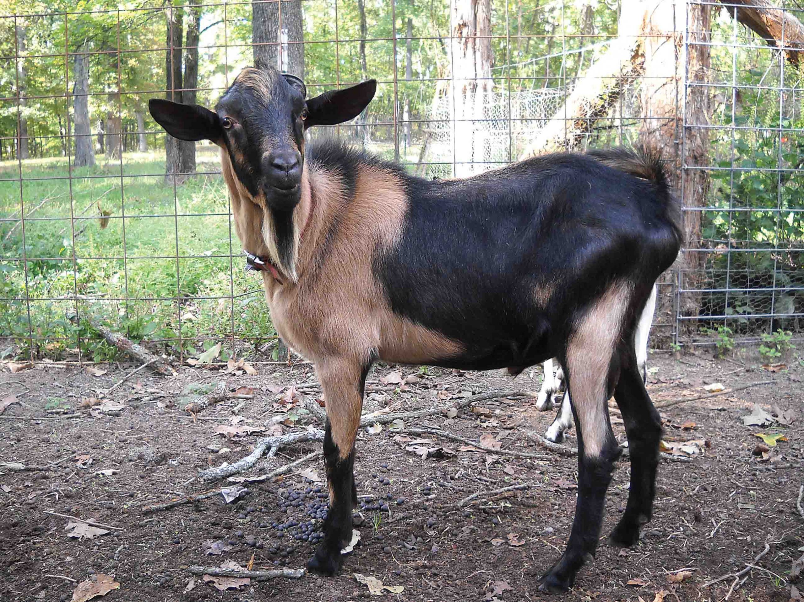 Standard Size Goat Deposit