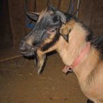 Insco_Goat buck_5246
