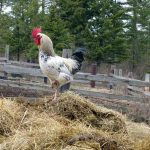 Rooster, king of the compost pile