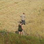 Scything wheat