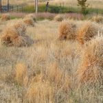 Shocking wheat by hand_large